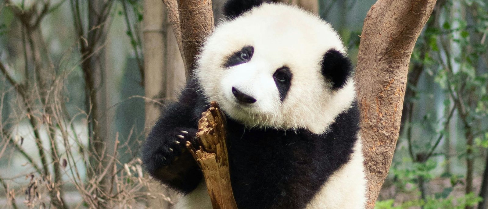 Chengdu Research Base of Giant Panda Breeding