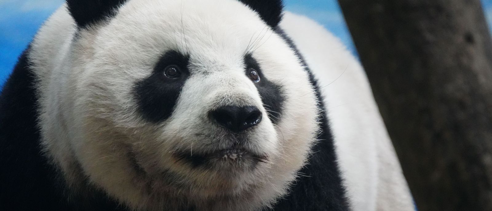 Giant panda, Chengdu